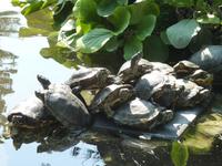 In ihrem Garten fand ich dann diesen wilden Haufen. Es handelt sich hierbei nicht um eine Skulptur, sondern lebendige Schildkröten!