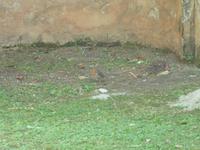 Auch diesem Vogel hier gefiel der große Garten der Villa.