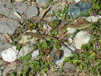 Vielleicht hatte er es aber auch nur auf eine der zahlreichen Eidechsen abgesehen.