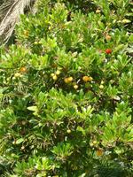 Desweiteren fiel mir dieser sonderbare Baum im Garten der Villa auf.