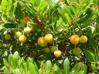 Diese Früchte sehen Litschis recht ähnlich, sind es aber meines Erachtens nicht. Um was genau es sich aber handelte, ließ sich auch durch weitere Recherchen meinerseits noch nicht klären.