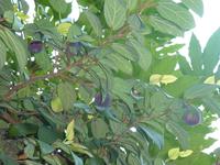 Dies hier war der erste und letzte Feigenbaum, den ich während der ganzen Woche zu Gesicht bekam. Andererseits machte ihn das natürlich zu etwas Besonderem.