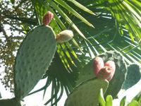 Auch in Portofino lachten die Feigen von den Kakteen. Wie schon in Monaco.