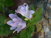 Am Wegrand fand ich diese Blume. Liebe Frauen, verzeihen Sie es mir bitte, dass ich ihren Namen nicht kenne.