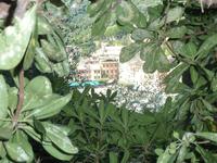 Der Wald am Wegesrand wurde dann schon relativ dicht, durch die kleinen Lücken schimmerte aber immer mal wieder die Promenade von Portofino hindurch.