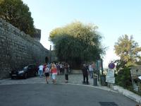 Hier sehen Sie schon den unscheinbaren Eingang von St. Paul de Vence. Direkt daneben prangt ein gewaltiger Olivenbaum.