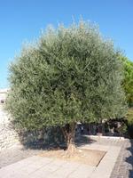 Dort steht auch dieser mächtige Olivenbaum. An ihm hingen noch jede Menge der kleinen ovalen Früchte. Man kann sie hier aber nicht all zu gut erkennen.