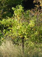 Dies ist zur Abwechslung mal kein Orangenbaum, sondern ein Zitronenbaum. Er wuchs hinter dem Friedhof auf dem Hang.