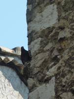 In bester Spannermanier beobachtete uns dieser Vogel hier von einem hohen Sims um die Ecke herum.