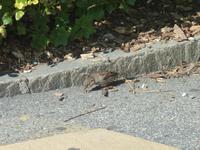 Dieser Vogel kümmerte sich aber lieber um Futter, als um uns.