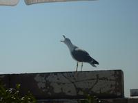 Diese Möwe wäre vermutlich auch gerne mal im Aquarium auf Streifzug gegangen, als nur oben auf der Terasse zu sitzen. Oder wie sollte man sich ihr empörtes Schreien sonst erklären?