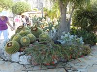 französische u. ausländische Kakteen