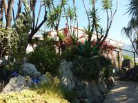 wilde Feigenbäume u. v. a.