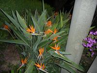 Strelizien-Exotische Planzen