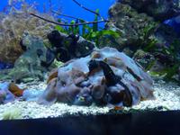 Seepferdchen im Aquarium