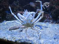 Meerspinne, Ozeanisches Museum