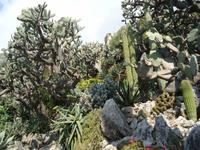 Exot_Garten_Monaco_3