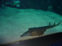 Haie im Aquabecken