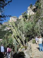 Kakteen Garten