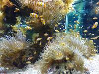 Viele kl. Fische