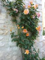 Was für Rosen