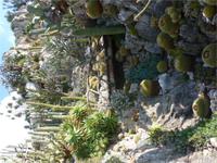 Wie Urwald