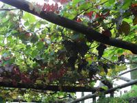 Schloss Trauttmansdorff-  Botanischen Garten von Meran