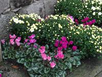 Sissi in Schloss Trauttmansdorff