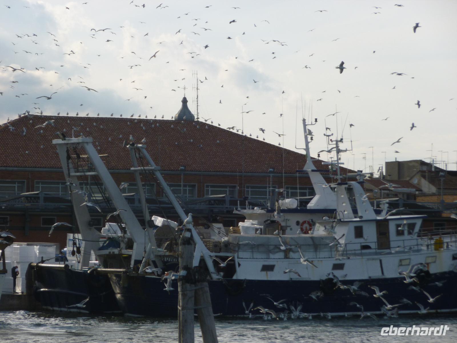 Chioggia