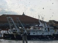 Chioggia