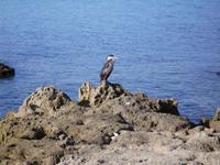 Beobachtungen beim Strandwandern