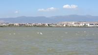 Flamingos in den Lagunen bei Cagliari