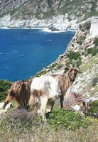 Cap Corse (Westküste)