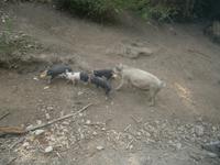 Freilaufende Hausschweine auf Korsika