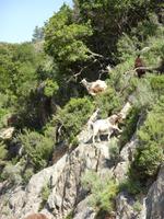 Tag 10 - 3 - Korsische Ziegen in der Spelunca-Schlucht (1)