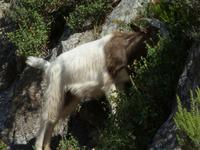Tag 10 - 3 - Korsische Ziegen in der Spelunca-Schlucht (3)