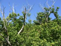 Tag 12 - 3 - Bäume der Castagniccia - Edelkastanien (1)