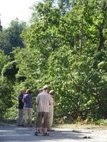 Tag 12 - 3 - Bäume der Castagniccia - Edelkastanien (3)