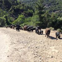 wilde Schweine in den Bergen