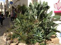 Kakteen in der Stadt