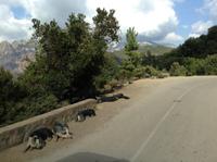 viele Schweinchen am Strassenrand