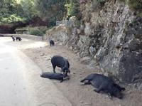 viele Schweinchen am Strassenrand