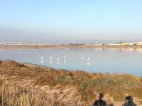 Flamingos in den alten Salzfeldern