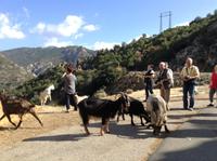 Ziegen am Straßenrand