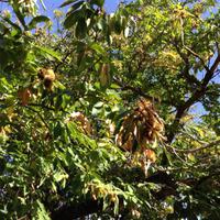 die Maronen sind reif