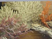 Alghero - Stadt der Korallen