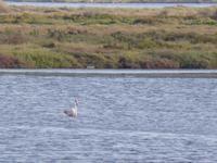 Capoterra - Flamingos in Lagune 