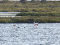 Capoterra - Flamingos in Lagune 