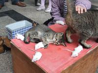 Cagliari. Katz und Maus