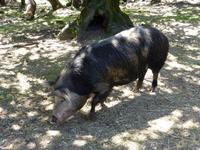Orgosolo - Wildschwein